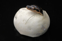 Diamond Python Hatching From Egg