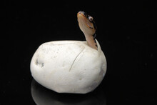 Diamond Python Hatching From Egg