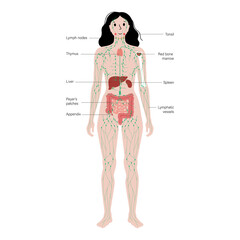 Wall Mural - Lymphatic system in human body