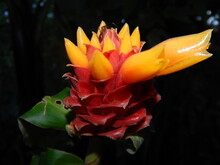A Beautiful And Vibrant Red Tropical Flower With Orange Petals About To Bloom In Costa Rica.
