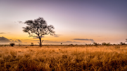 sunrise over the savanna and grass fields in central kruger national park in south africa
