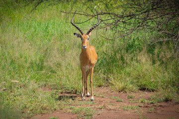 Close up of male Impala gazelle in Serengeti, Tanzania