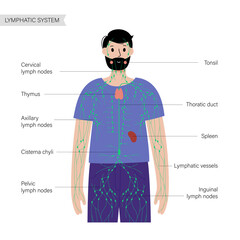 Wall Mural - Lymphatic system in human body