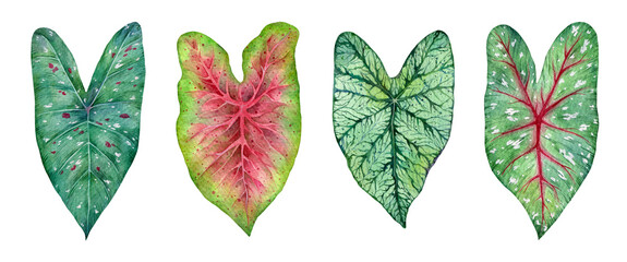  Watercolor tropical leaves of  plants. Hand painted Caladium isolated on white background.