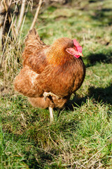 Canvas Print - Brown hen outside in the garden.