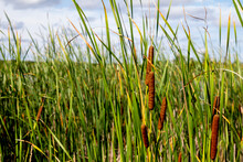 Full Frame Scenic View Of A Lake Front Water Landscape With Tall Green Grasses And Cattails On A Sunny Summer Day