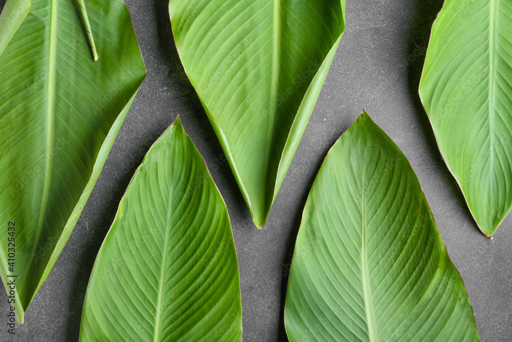 Green banana leaves on grey background