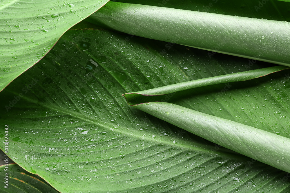 Green banana leaves with water drops as background, closeup