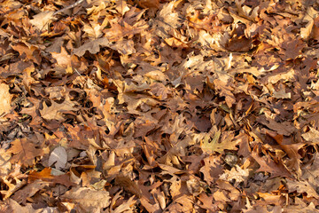 Wall Mural - full frame abstract texture background of fallen crisp brown oak leaves covering the ground in autum