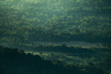Wall Mural - view of tropical forest landscape, nature scenery in the concept of spa relax and freedom treatment,