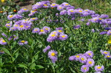 Fototapeta Natura - Blooming Erigeron flowers in the summer garden