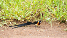 Long-tailed Paradise Whydah