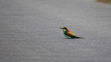 European bee-eater in the road