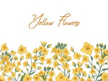 White Banner With Showy Rapeseed Plant And Place For Text. Elegant Floral Border Of Blooming Yellow Canola Or Colza Flowers On Stems With Leaves. Colorful Vector Illustration On White Background