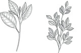 Fototapeta Sypialnia - Hand drawn vector black line art. Tree branches with leaves outline illustration. 