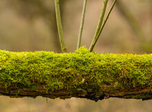 Fallen Tree Trunk Covered With Moss With Branches Growing Up From The Middle
