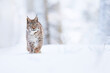 The wild beast walks through the snowy forest. The lynx walks through the snowy forest. Highly endangered lynx lynx. Wildlife scene from nature.