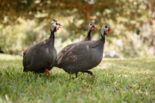 Helmeted Guineafowls Walks On The Grasss In The Park
