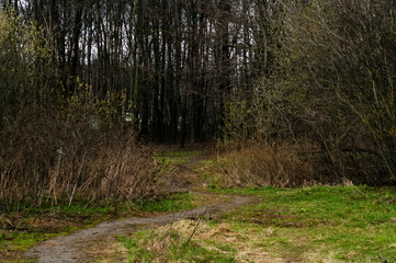 forest in spring on a cloudy day