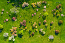 Aerial View Of Trees Blossoming In Springs At The Morton Arboretum In Chicago, Illinois, United States Of America.