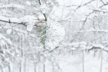 winter city park, trees and branches closeup in the snow, blizzard and snowfall