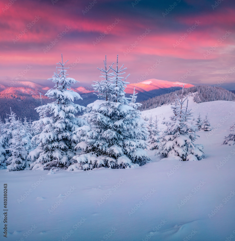 Beautiful winter scenery. Spectacular sunrise in the mountains. Fresh snow  covered slopes and fir trees in Carpathian mountains, Ukraine, Europe.  Beauty of nature concept background. Stock Photo | Adobe Stock, image size:975x1000