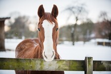American Paint Horse In The Snow