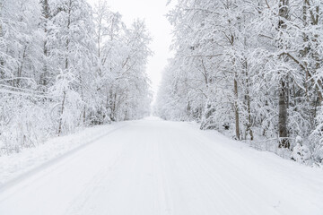 Wall Mural - The road in the forest. Winter