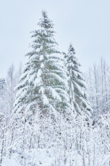 Wall Mural - coniferous forest in winter. Russia