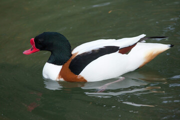 Canvas Print - Common shelduck (Tadorna tadorna).