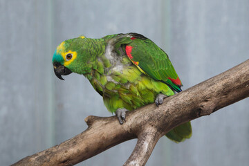 Wall Mural - Turquoise-fronted amazon (Amazona aestiva)