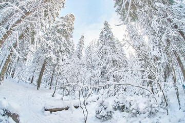 Wall Mural - tree crowns from bottom to top in winter