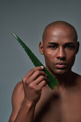 Portrait of handsome young african american man with perfect skin looking at camera, holding fresh leaf of Aloe Vera while posing isolated over grey background