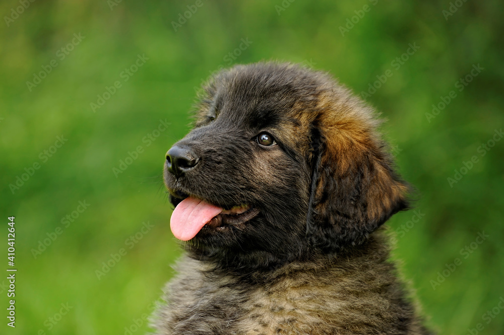 Leonberger pups te koop