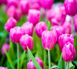 Canvas Print - Pink tulips in the garden