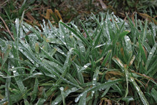 Fresh Dew On The Green Grass In The Cold January Morning.