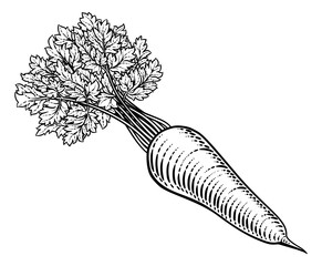 Carrot vegetable illustration in a vintage retro woodcut etching style.