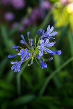 Close Up Of Blue African Lily Flowers And Buds And Green Gradient Background