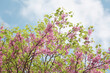 Blossoming Judas tree against cloudy blue sky