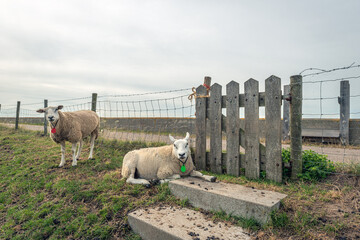 Concrete stairs and a fence with a wooden gate on top of a Dutch dike. One sheep is resting lying down in the foreground and another sheep is further away looking at the photographer.