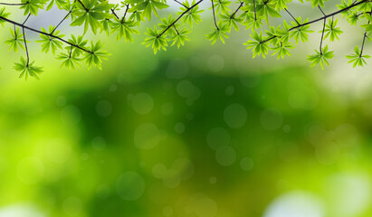 Sticker - Green leaf frame with natural blurred background. Spring background