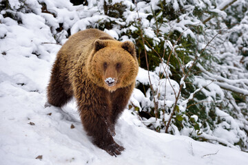 Wall Mural - wild brown bear (ursus arctos) on the snow