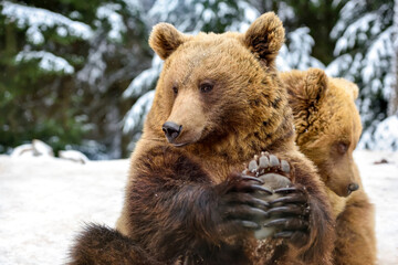 Wall Mural - beautiful close up portrait of the brown bear (ursus arctos)