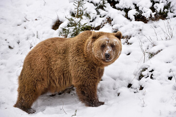 Wall Mural - wild brown bear (ursus arctos) on the snow