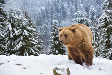 Wall Mural - wild brown bear (ursus arctos) on the snow