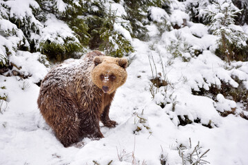 Wall Mural - wild brown bear (ursus arctos) in winter forest. natural habitat. winter season.