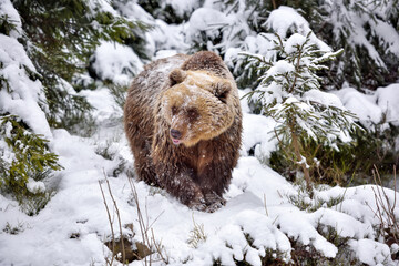 Wall Mural - wild brown bear (ursus arctos) in winter forest. natural habitat. winter season.