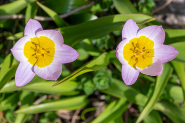 Tulipa saxatilis bright pink yellow flowering cretan tulip flowers, springtime beautiful ornamental rock plants in bloom