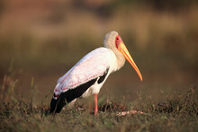 The Yellow-billed Stork (Mycteria Ibis) Also Called The Wood Stork Or Wood Ibis Sitting On The River Bank