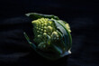 © Amanda Greene - romanesco on black background 4